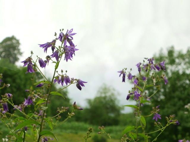 Campanula lactiflora