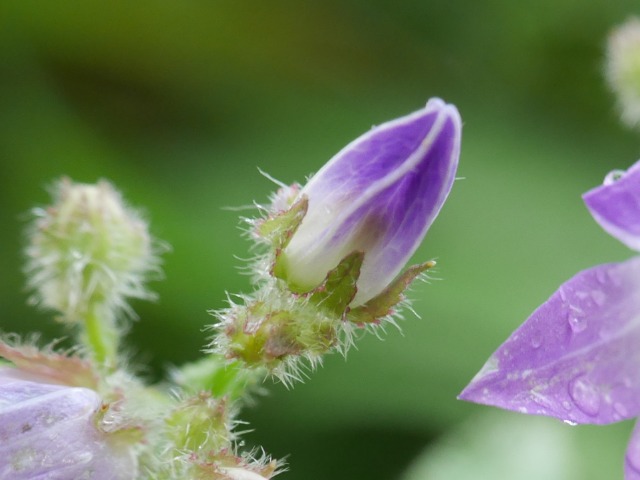 Campanula lactiflora