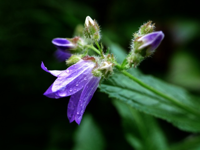 Campanula lactiflora