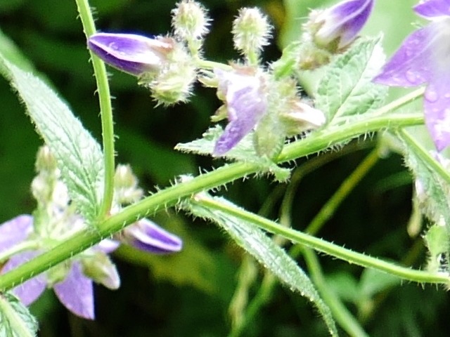 Campanula lactiflora