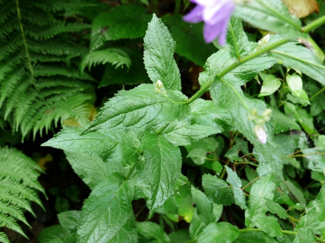 Campanula lactiflora