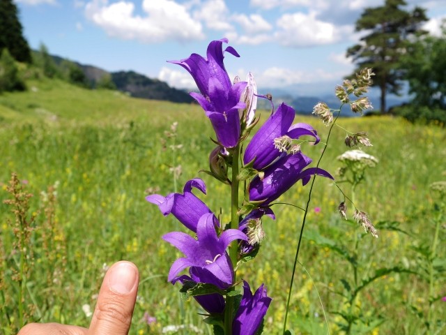 Campanula latifolia