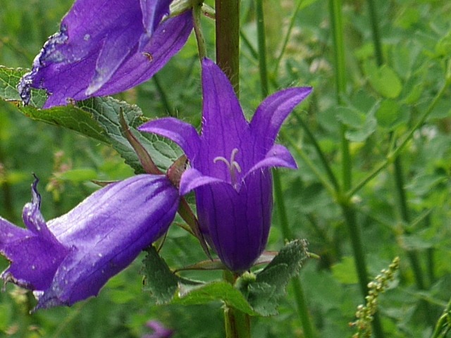 Campanula latifolia