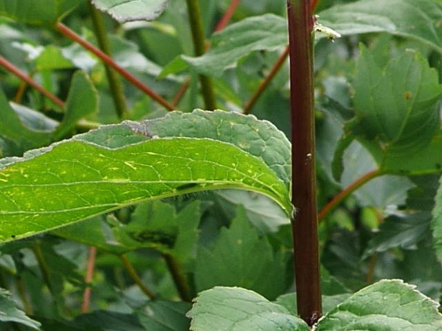 Campanula latifolia