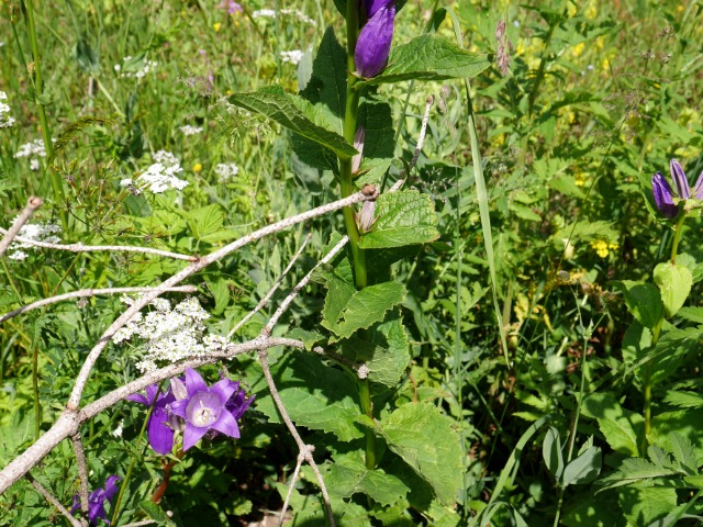 Campanula latifolia