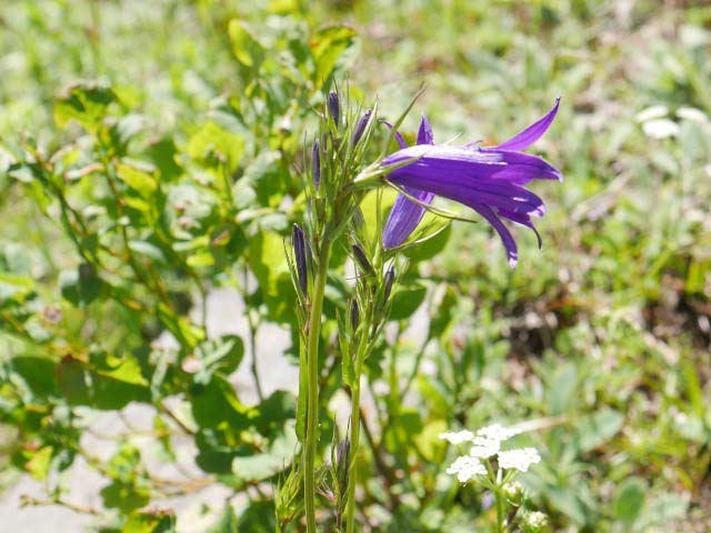 Campanula olympica