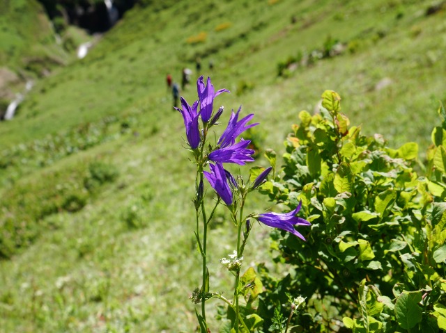 Campanula olympica