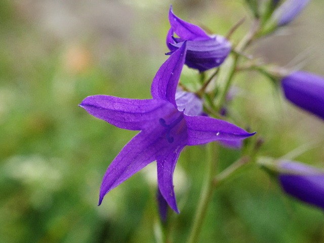 Campanula olympica