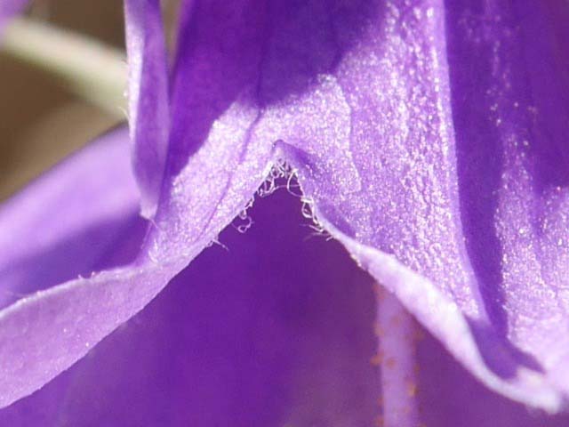 Campanula rapunculoides