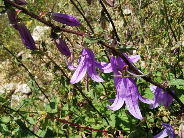 Campanula rapunculoides