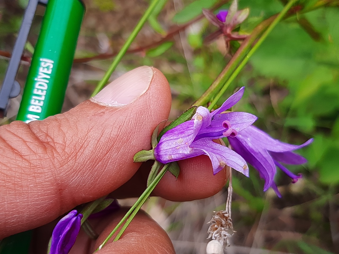 Campanula rapunculoides