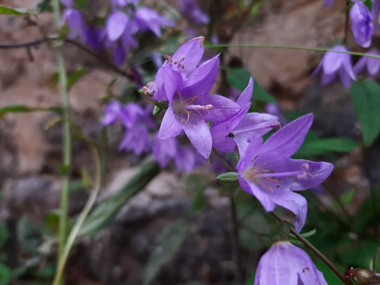 Campanula rapunculoides