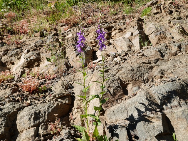 Campanula rapunculoides