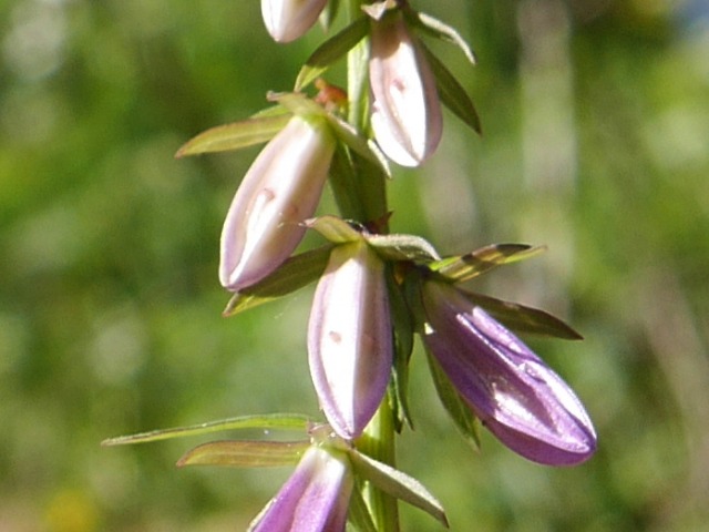 Campanula rapunculoides