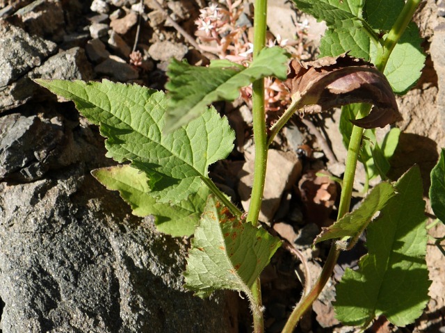 Campanula rapunculoides