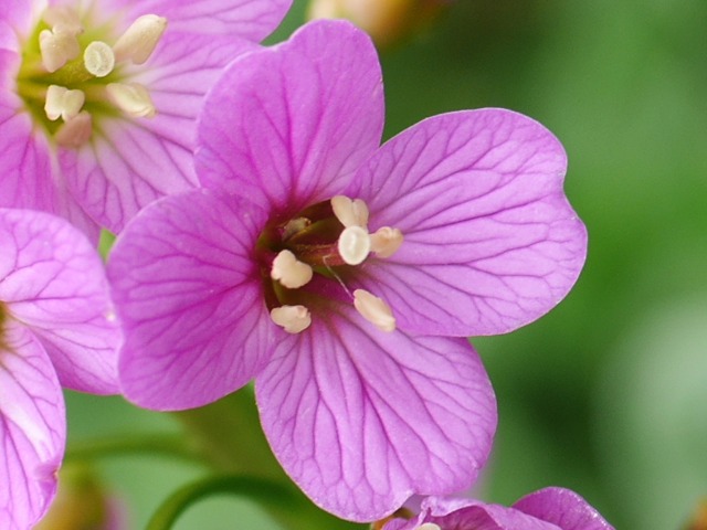 Cardamine raphanifolia