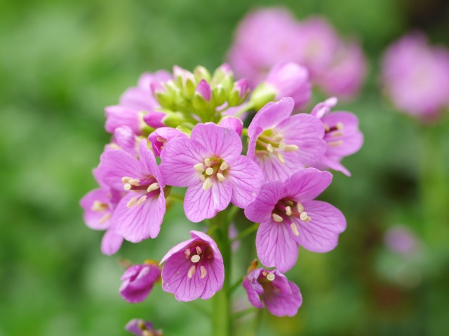 Cardamine raphanifolia