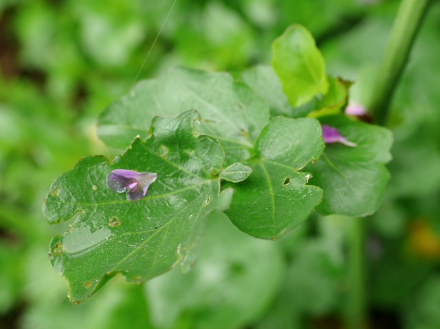 Cardamine raphanifolia