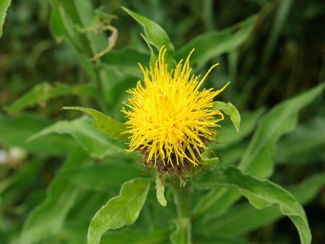 Centaurea macrocephala