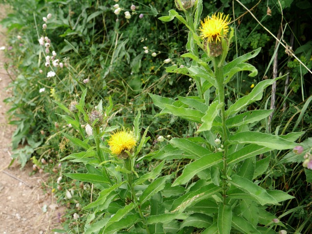 Centaurea macrocephala