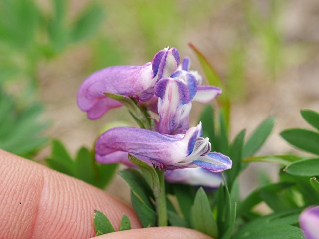 Corydalis alpestris