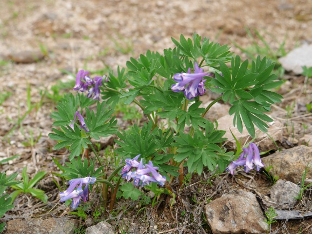 Corydalis alpestris