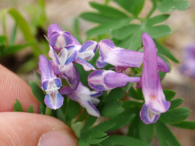 Corydalis alpestris