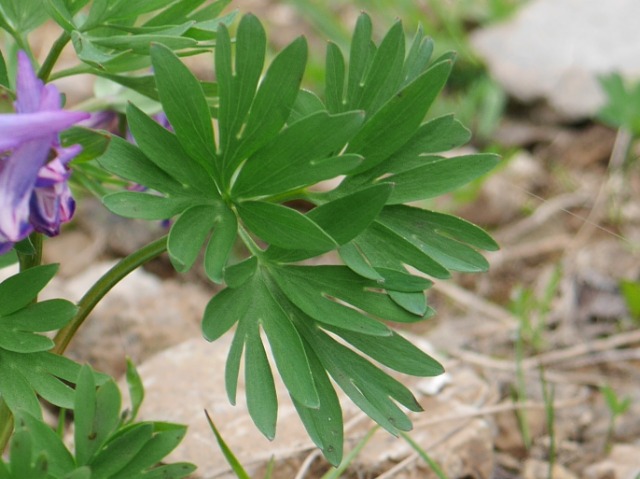 Corydalis alpestris