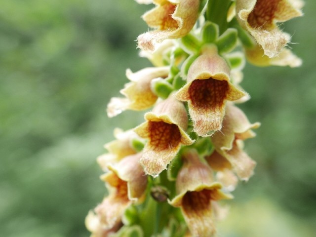 Digitalis ferruginea