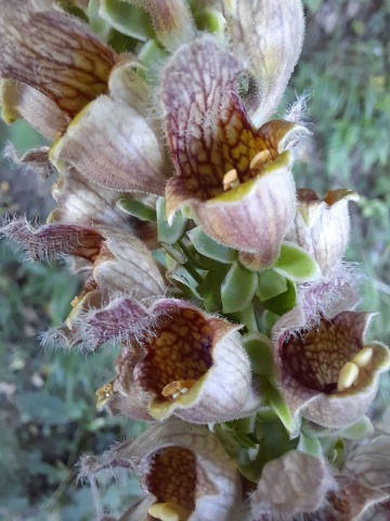 Digitalis ferruginea