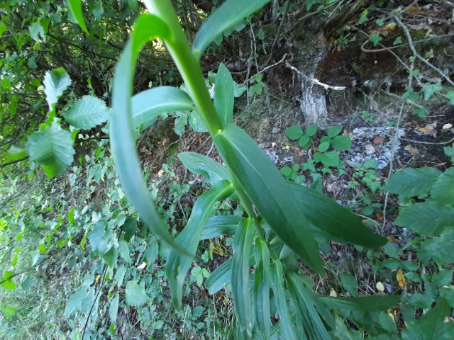 Digitalis ferruginea