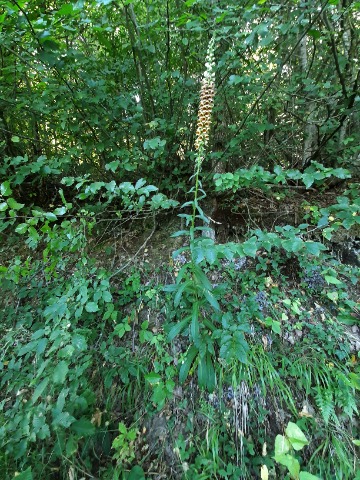 Digitalis ferruginea