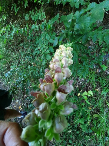 Digitalis ferruginea