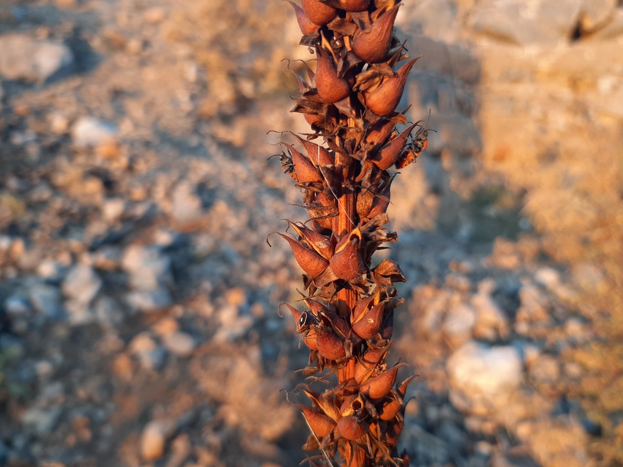 Digitalis ferruginea