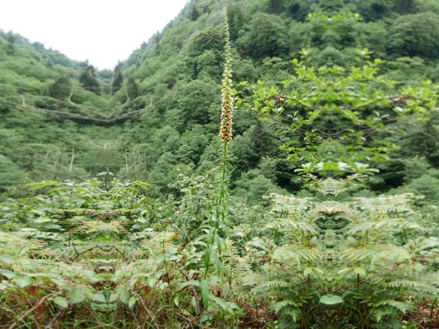 Digitalis ferruginea