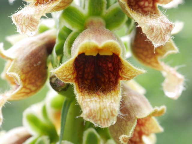 Digitalis ferruginea