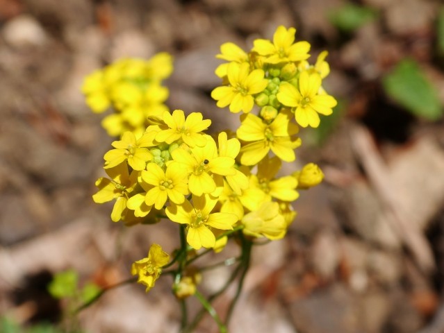 Draba hispida