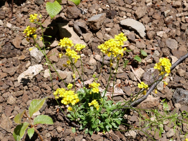 Draba hispida