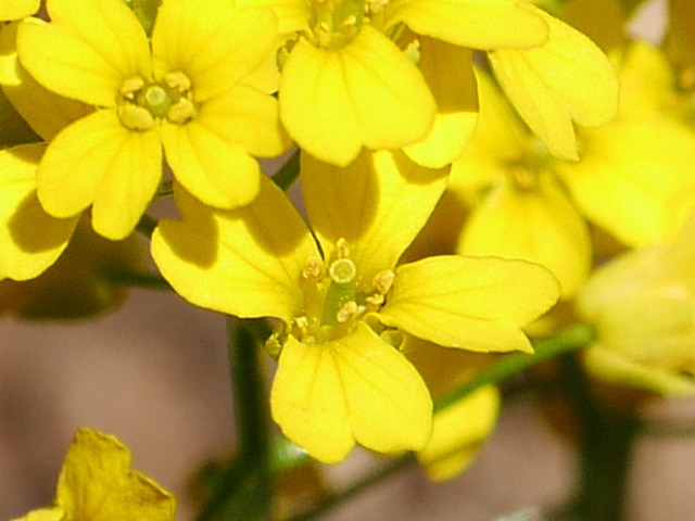 Draba hispida