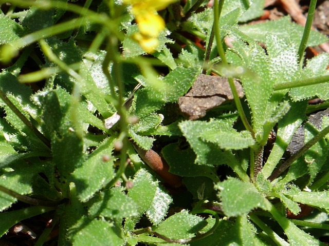 Draba hispida