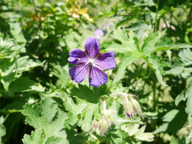 Geranium ibericum