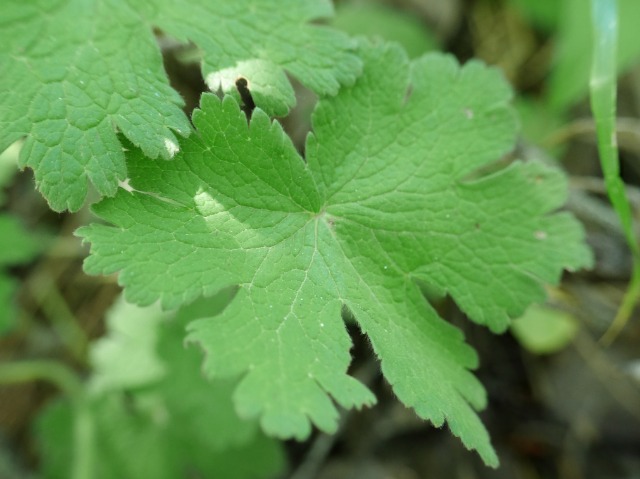 Geranium ibericum