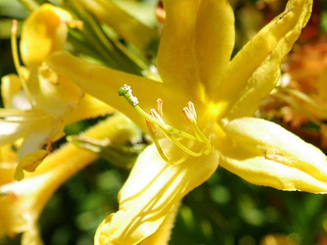 Rhododendron luteum