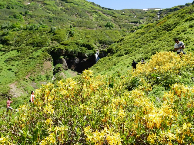 Rhododendron luteum