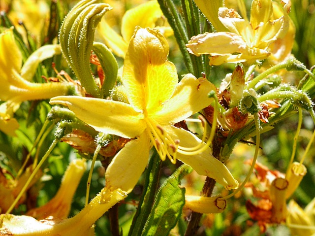 Rhododendron luteum