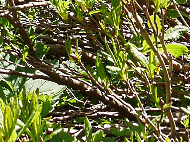 Rhododendron luteum