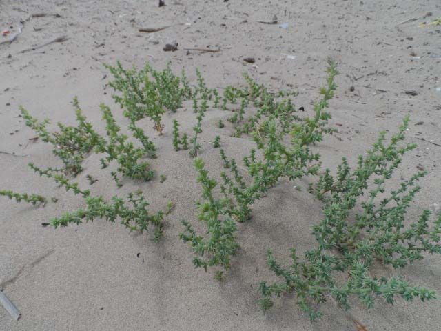 Salsola kali