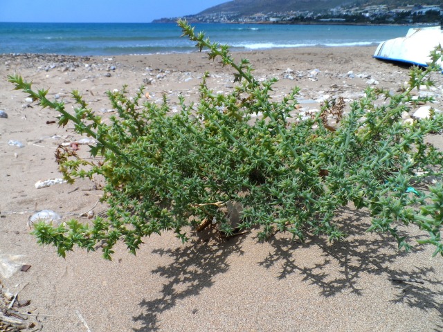 Salsola kali