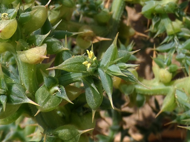 Salsola kali