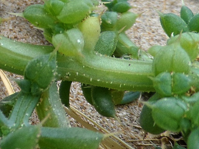 Salsola kali